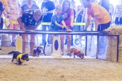 2018 Wiener Dog Races