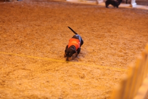 2017 Wiener Dog Races