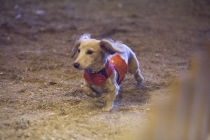 2019 Wiener Dog Races